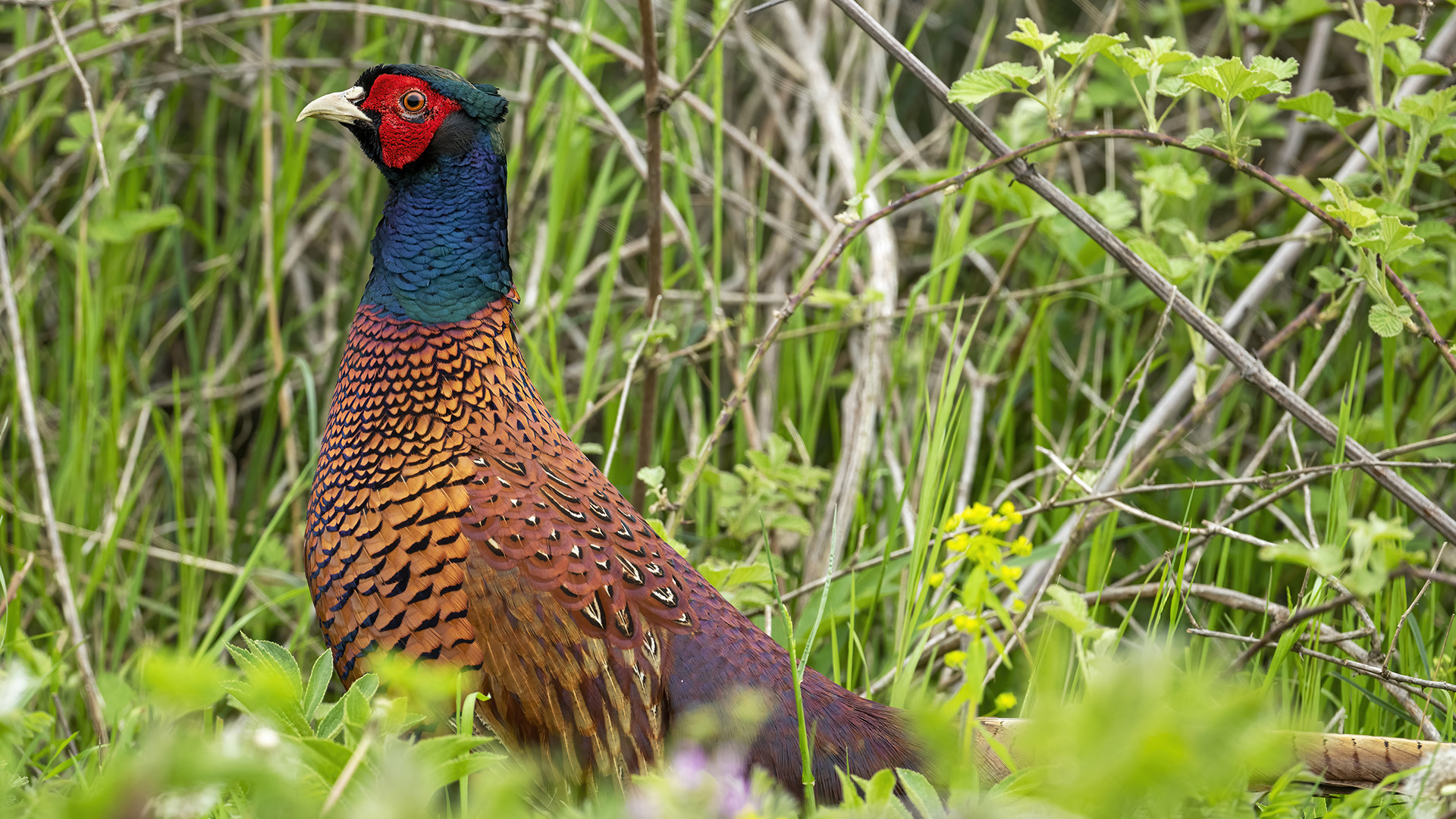 Ring-necked Pheasant